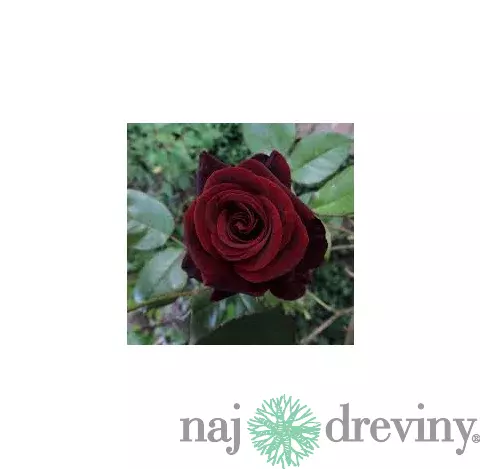 Ruža veľkokvetá Witchcraft 60/80 cm v črepníku 3 l Rosa Witchcraft