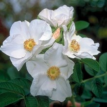 Ruža vraskavá - šipková Alba, výška 20/40 cm, v črepníku 2l Rosa rugosa Alba