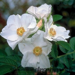 Ruža vraskavá - šipková Alba, výška 20/40 cm, v črepníku 2l Rosa rugosa Alba