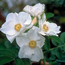 Ruža vraskavá - šipková Alba, výška 20/40 cm, v črepníku 2l Rosa rugosa Alba