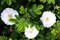 Ruža vraskavá - šipková Alba, výška 40/60 cm, v črepníku 3l Rosa rugosa Alba