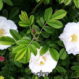 Ruža vraskavá - šipková Alba, výška 40/60 cm, v črepníku 3l Rosa rugosa Alba