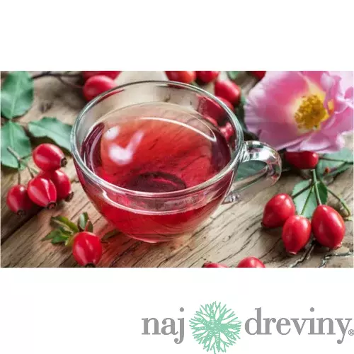 Ruža vraskavá - šipková, výška 20/40 cm, v črepníku Rosa rugosa
