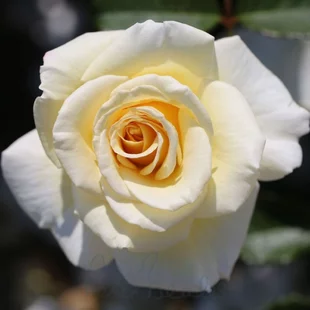 Ruža WHITE DIAMOND, 20/40cm, v črepníku Rosa White Diamond