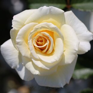 Ruža WHITE DIAMOND, 20/40cm, v črepníku Rosa White Diamond