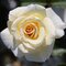 Ruža WHITE DIAMOND, 20/40cm, v črepníku Rosa White Diamond