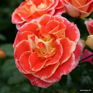 Ruža záhonová Airbrush, v črepníku 4L Rosa Airbrush