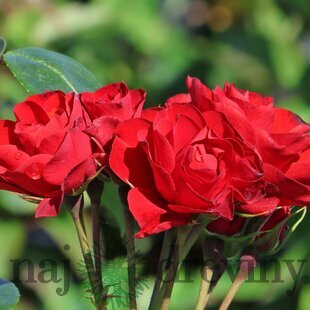 Ruža záhonová Arifa, v črepníku 6l Rosa Arifa