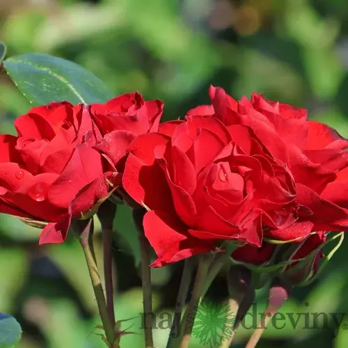Ruža záhonová Arifa, v črepníku 6l Rosa Arifa