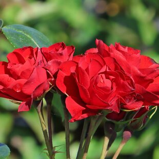 Ruža záhonová Arifa, v črepníku 6l Rosa Arifa