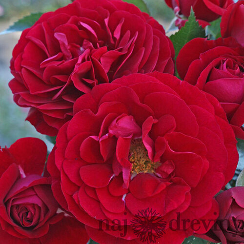 Ruža záhonová Bordeaux, v črepníku 6l Rosa Bordeaux