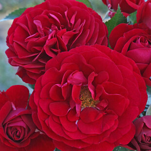 Ruža záhonová Bordeaux, v črepníku 6l Rosa Bordeaux