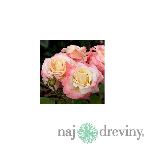 Ruža záhonová Fiji Densiflora, v črepníku 6l Rosa Fiji Densiflora