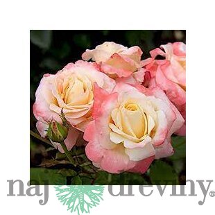 Ruža záhonová Fiji Densiflora, v črepníku 6l Rosa Fiji Densiflora