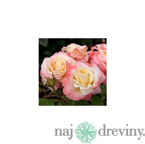 Ruža záhonová Fiji Densiflora, v črepníku 6l Rosa Fiji Densiflora