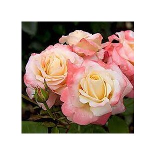 Ruža záhonová Fiji Densiflora, v črepníku 6l Rosa Fiji Densiflora