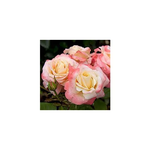 Ruža záhonová Fiji Densiflora, v črepníku 6l Rosa Fiji Densiflora