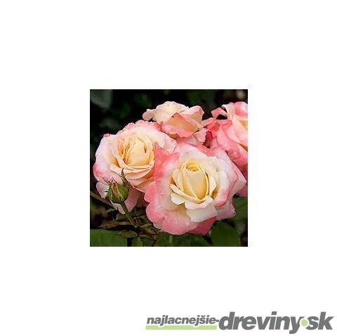 Ruža záhonová Fiji Densiflora, v črepníku 6l Rosa Fiji Densiflora