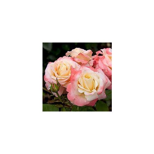 Ruža záhonová Fiji Densiflora, v črepníku 6l Rosa Fiji Densiflora