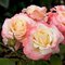 Ruža záhonová Fiji Densiflora, v črepníku 6l Rosa Fiji Densiflora