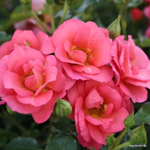 Ruža záhonová Flamingo, v črepníku 4l Rosa Flamingo