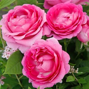 Ruža záhonová Fraulein Maria, v črepníku 6l Rosa Fraulein Maria