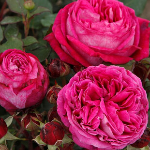 Ruža záhonová Freifrau Caroline, v črepníku 6l Rosa Freifrau Caroline