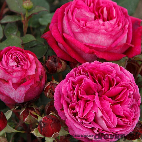 Ruža záhonová Freifrau Caroline, v črepníku 6l Rosa Freifrau Caroline