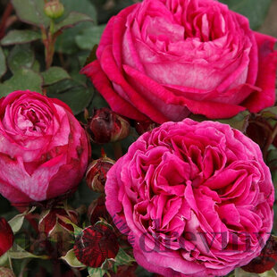 Ruža záhonová Freifrau Caroline, v črepníku 6l Rosa Freifrau Caroline