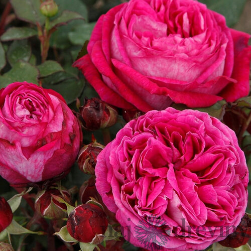 Ruža záhonová Freifrau Caroline, v črepníku 6l Rosa Freifrau Caroline