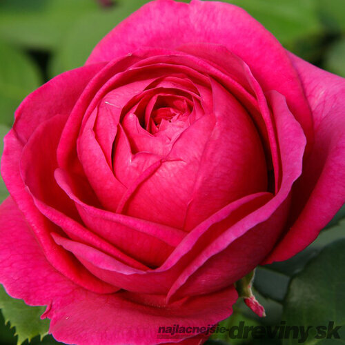 Ruža záhonová Fur Elise, v črepníku 4l Rosa Fur Elise