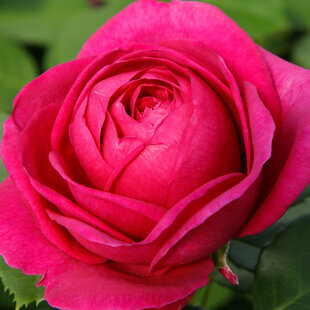 Ruža záhonová Fur Elise, v črepníku 4l Rosa Fur Elise