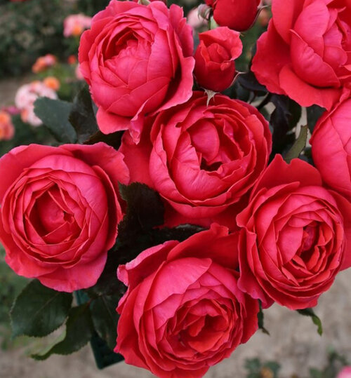 Ruža záhonová Gartenprinzessin Marie-Jose, v črepníku 6l Rosa Gartenprinzessin Marie-Jose