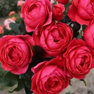 Ruža záhonová Gartenprinzessin Marie-Jose, v črepníku 6l Rosa Gartenprinzessin Marie-Jose