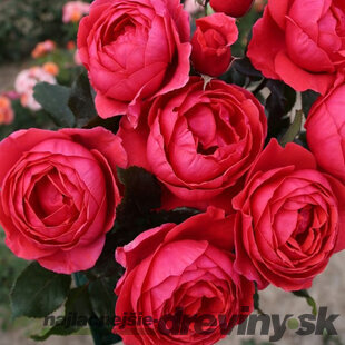 Ruža záhonová Gartenprinzessin Marie-Jose, v črepníku 6l Rosa Gartenprinzessin Marie-Jose