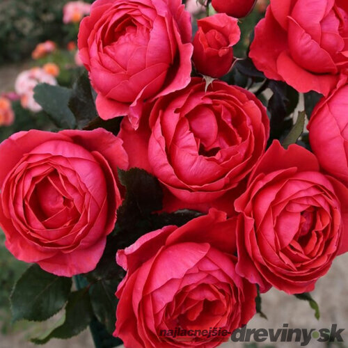 Ruža záhonová Gartenprinzessin Marie-Jose, v črepníku 6l Rosa Gartenprinzessin Marie-Jose