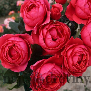 Ruža záhonová Gartenprinzessin Marie-Jose, v črepníku 6l Rosa Gartenprinzessin Marie-Jose