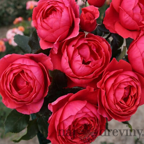 Ruža záhonová Gartenprinzessin Marie-Jose, v črepníku 6l Rosa Gartenprinzessin Marie-Jose