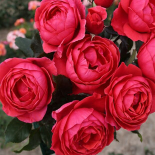 Ruža záhonová Gartenprinzessin Marie-Jose, v črepníku 6l Rosa Gartenprinzessin Marie-Jose