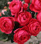 Ruža záhonová Gartenprinzessin Marie-Jose, v črepníku 6l Rosa Gartenprinzessin Marie-Jose
