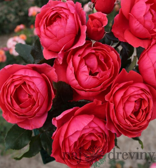 Ruža záhonová Gartenprinzessin Marie-Jose, v črepníku 6l Rosa Gartenprinzessin Marie-Jose