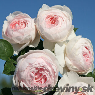 Ruža záhonová Herzogin Christiana, v črepníku 6l Rosa Herzogin Christiana