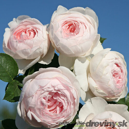 Ruža záhonová Herzogin Christiana, v črepníku 6l Rosa Herzogin Christiana