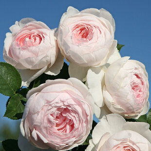 Ruža záhonová Herzogin Christiana, v črepníku 6l Rosa Herzogin Christiana