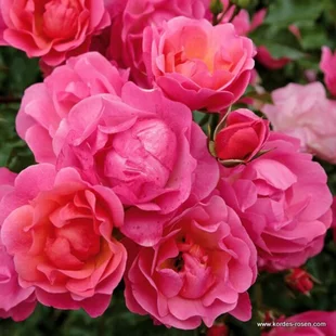 Ruža záhonová Maxi Vita, v črepníku 4l Rosa Maxi Vita