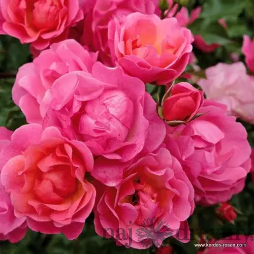 Ruža záhonová Maxi Vita, v črepníku 4l Rosa Maxi Vita