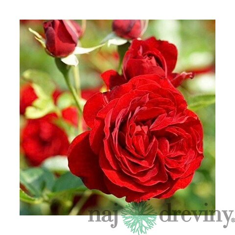 Ruža záhonová Out of Rosenheim, v črepníku 4l Rosa Out of Rosenheim