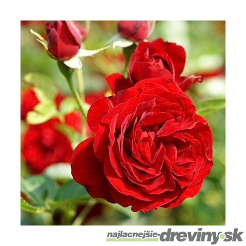 Ruža záhonová Out of Rosenheim, v črepníku 4l Rosa Out of Rosenheim