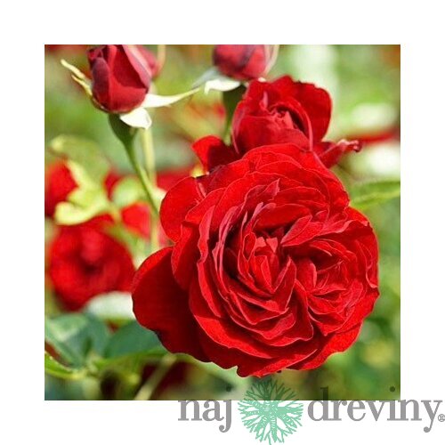 Ruža záhonová Out of Rosenheim, v črepníku 4l Rosa Out of Rosenheim