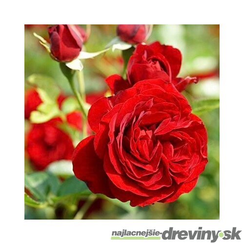 Ruža záhonová Out of Rosenheim, v črepníku 4l Rosa Out of Rosenheim